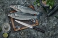 fish.jpg